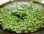 毛豆子榨菜蛋汤的做法图解1