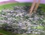 蒜香茄子的做法图解3