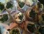 苋菜花式饺 绿肥红瘦的做法图解4
