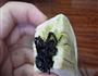 花式玉米馒头的做法图解5