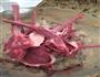 烤小羊排的做法图解2