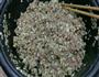 茄子馅饺子的做法图解8