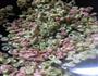 虾酱炒芸豆的做法图解4