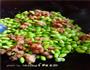 缓解疲劳-肉末毛豆的做法图解6