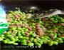 缓解疲劳-肉末毛豆的做法图解7