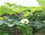 夏季懒人菜-秋葵沙拉的做法图解1