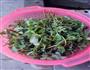 凉拌马齿苋的做法图解2