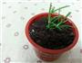 盆栽*姜撞奶的做法图解6