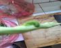 豆角炒土豆的做法图解1