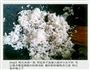 粉蒸排骨南瓜煲的做法图解3