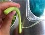 麻油红苋菜的做法步骤3