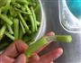 麻油红苋菜的做法步骤4