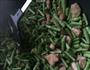 菜豆炒肉的做法图解8