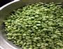 酸豆角的做法图解1