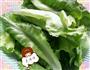 营养均衡鸡肉卷的做法图解8