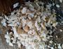 韭菜鸡蛋饺子的做法图解5