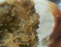 绿豆肉松烫面煎饼的做法图解10