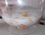 椰浆南瓜西米露的做法图解9