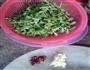 炝拌马齿苋的做法图解2