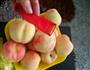 黄桃的做法图解2