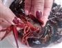 白灼小龙虾的做法图解3