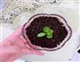 可以吃的盆栽的做法图解4