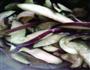 素炒茄子的做法图解3