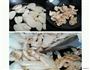 茭白炒鸡胸的做法图解4