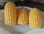 椰浆玉米-菜谱的做法图解1