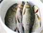 红烧草鱼的做法图解1