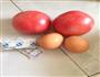 西红柿炒鸡蛋的做法图解1