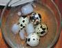 酥皮鹌鹑蛋配鱼子酱的做法图解3