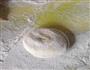 黄油脆饼的做法图解5