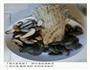 韩式菌菇海鲜汤的做法图解1