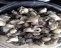 美味营养的葱姜蒜拌牡蛎的做法图解4