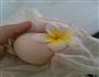 凤凰蛋 的做法图解2