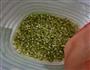 自制绿豆芽的做法图解7