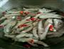 白云凤爪的做法图解5