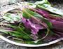 爆炒紫背天葵的做法图解1