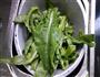 凉拌莴笋叶的做法图解2