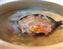 芝士蟹粥的做法图解1