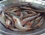 茄汁油闷虾的做法图解3