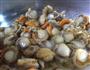 蒜香扇贝的做法图解1