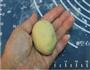 小鸡烧果子的做法图解8