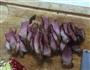 芦蒿炒腊肉的做法图解4