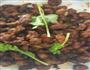 孜然牛肉的做法图解4
