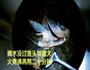 鱼头豆腐汤的做法图解4