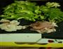 苦瓜炒肉的做法图解2
