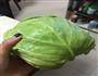 手撕包菜的做法图解1