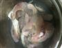 双椒蒸鱼的做法图解3